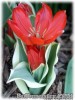 Tulipa_praestans_Unicum070402_01.jpg