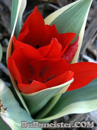 Tulipa_praestans_Unicum080401