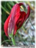Tulipa_sarracenica080429_01.jpg