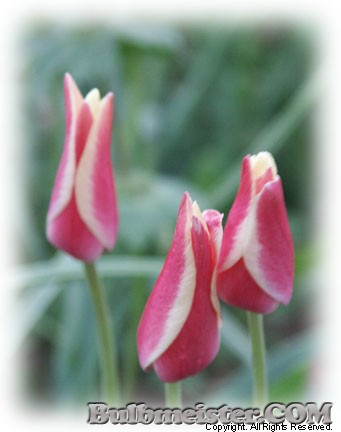 Tulipa clusiana var. cynthia species tulip