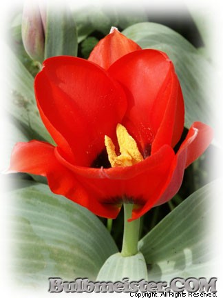 Tulipa greigii species tulip red