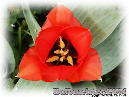 Tulipa greigii species tulip red