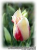 Tulipa_marjolettii01.jpg