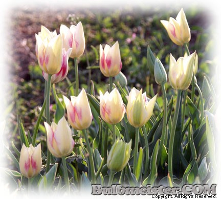 Tulipa marjolettii species tulip