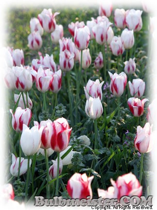 Tulipa marjolettii species tulip