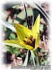 Tulipa_orphanidea_flava01.jpg