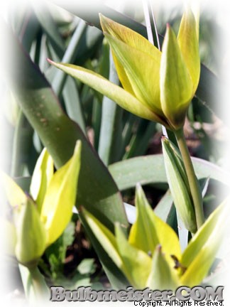 Tulipa orphanidea var. flava species tulip