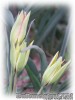 Tulipa_orphanidea_flava05.jpg