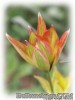 Tulipa_orphanidea_flava10.jpg
