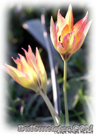 Tulipa orphanidea var. flava species tulip