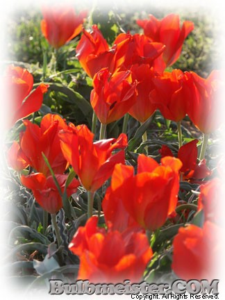 Tulipa vvedenskyi species tulip