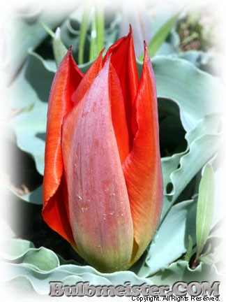 Tulipa vvedenskyi species tulip