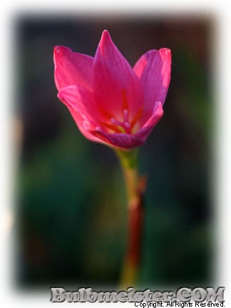 Zephyranthes rosea miniature rain lily