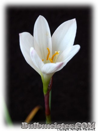 Zephyranthes Aquarius hybrid rain lily