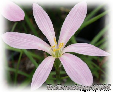 Zephyranthes El Cielo rain lily pink