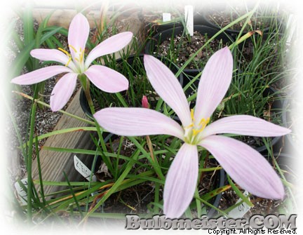 Zephyranthes El Cielo rain lily pink