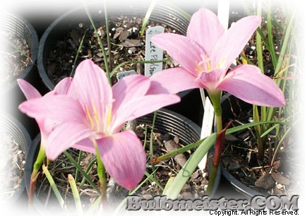 Zephyranthes Fadjars Pink rain lily