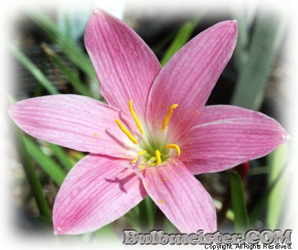 Zephyranthes Fadjars Pink rain lily