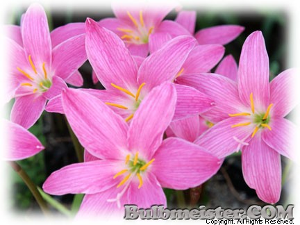 Zephyranths Fadjars Pink pink fairy lily