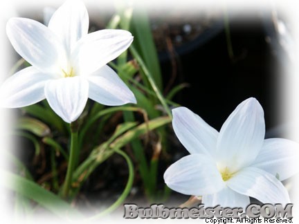 Zephyranthes Labuffarosa rain lily white