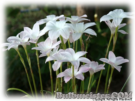 Zephyranthes Labuffarosa hybrid rain lily