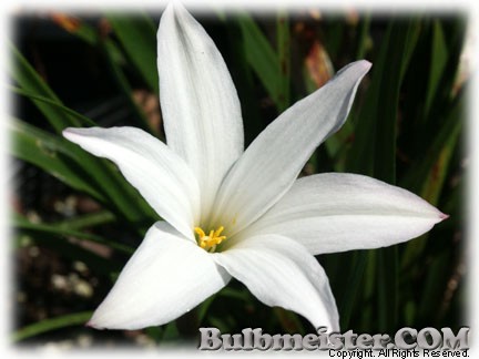 Zephyranthes_NormaPearl_sdlng070716