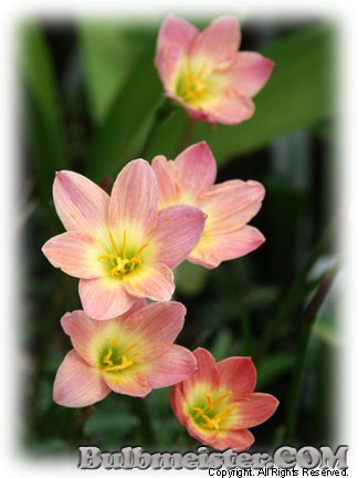 Zephyranthes Paul Niemi rain lily