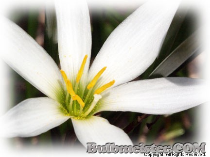 Zephyranthes candida swamp rain lily white