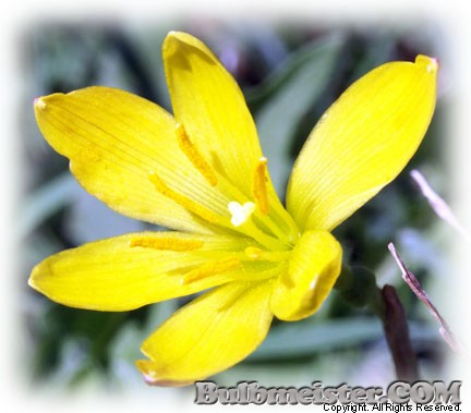 Zephyranthes citrina yellow rain lily