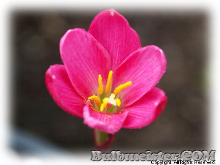Zephyranthes clintiae PINK