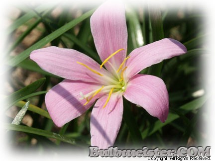 Zephyranthes grandiflora fairy lily rain pink