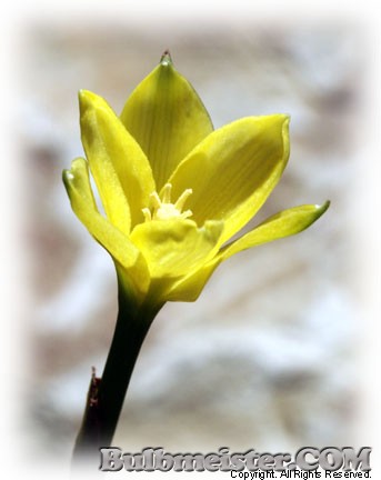 Zephyranthes nelsonii rain lily yellow