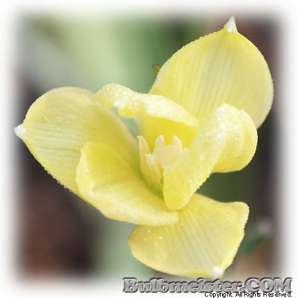 Zephyranthes nelsonii rain lily yellow