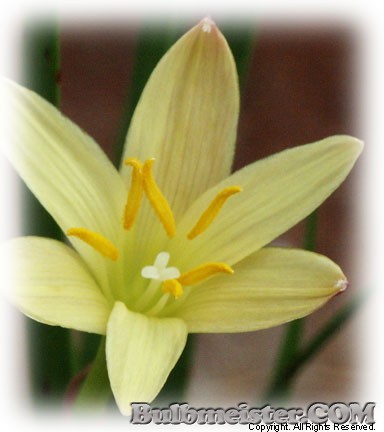 Zephyranthes primulina rain lily yellow