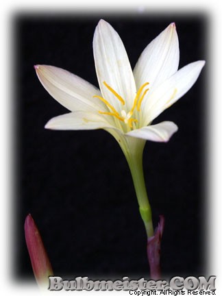 Zephyranthes primulina rain lily