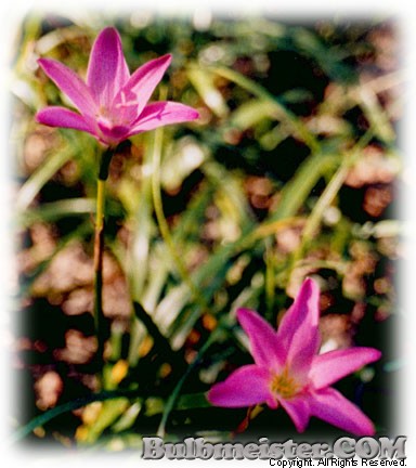 Zephyranthes rosea rain lily