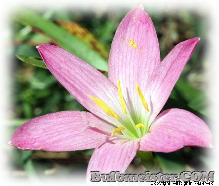 Zephyranthes rosea rain lily rose