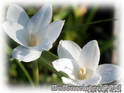 Zephyranthes traubii S. Chiquita rain lily white