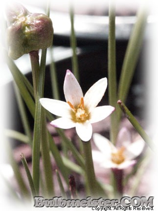Zephyranthes minima rain lily pink miniature
