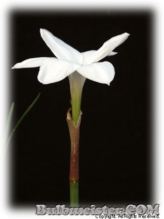 Zephyranthes drummondii white rain lily