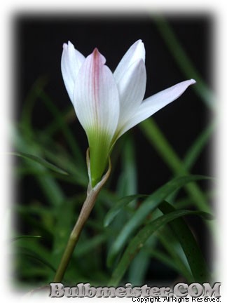 Zephyranthes insularum rain lily