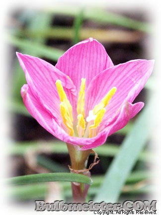 Zephyranthes lindleyana rain lily dark pink