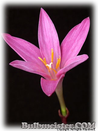 Zephyranthes macrosiphon rain lily