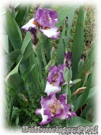 Iris Bountiful Harvest