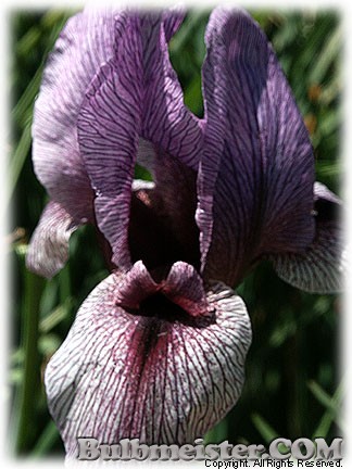 Iris Regelio-Cyclus 'Dardanus'