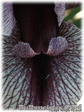 Iris Regelio-Cyclus 'Dardanus'