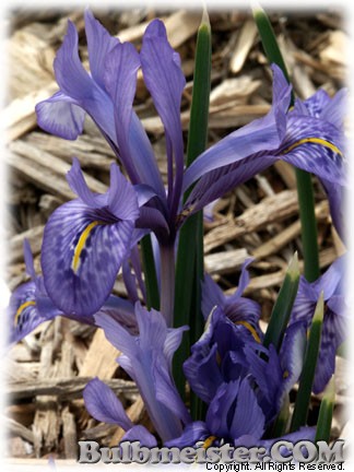 Iris_histrio080302