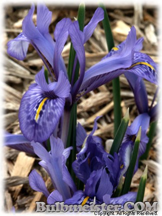 Iris_histrio080302