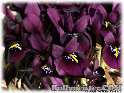 Iris_histrioides_George080302