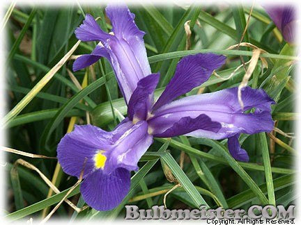 Iris_hollandica_GypsyBeauty080513